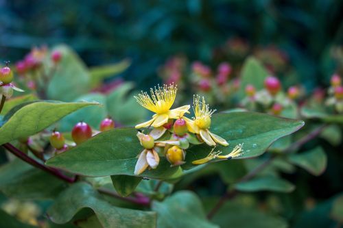 flower yellow blossom