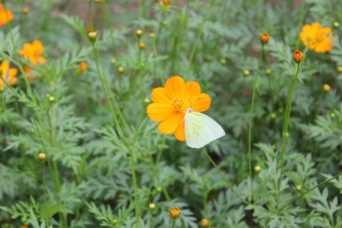 flower yellow butterfly