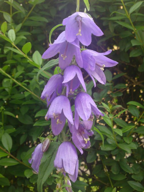 flower wild flower purple