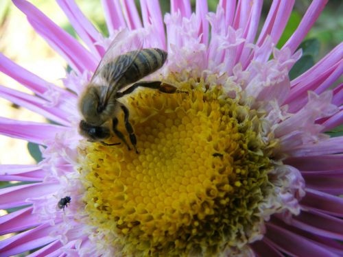 flower bee macro