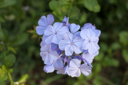 flower violet blue