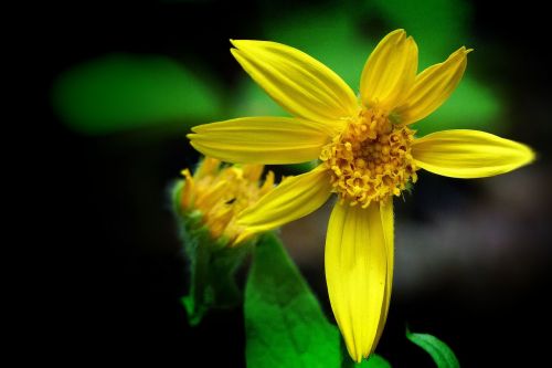 flower yellow wild