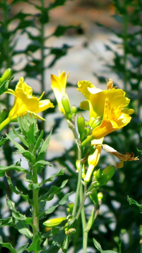 flower yellow nature