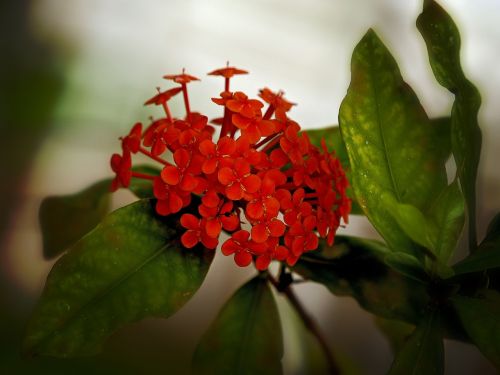 flower ixora red