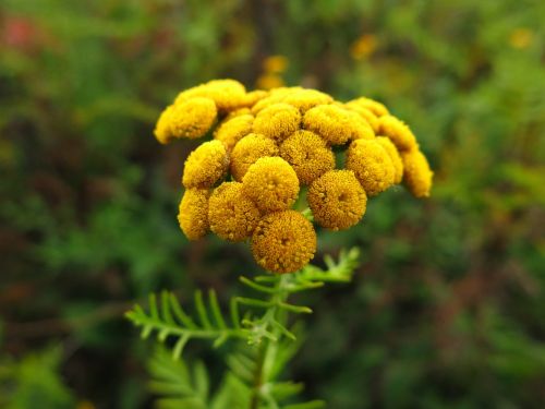 flower yellow plant