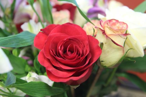 flower rose vase