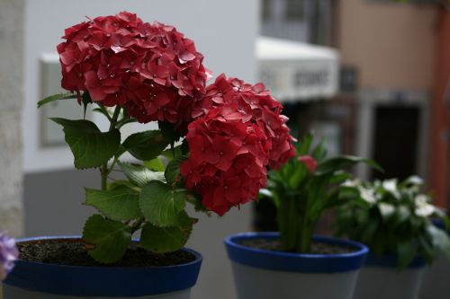 flower red floral