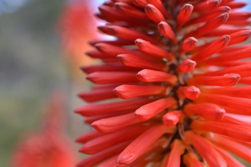 flower colombia red