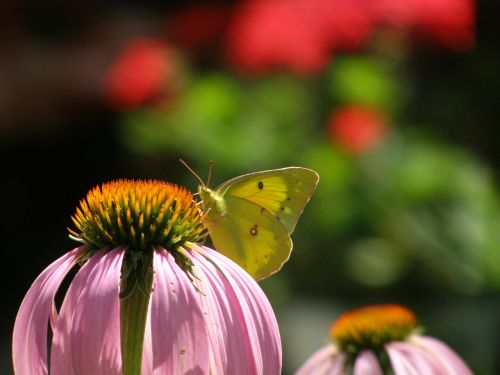 flower butterfly pink