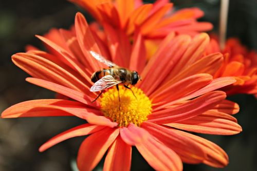 flower bee nectar