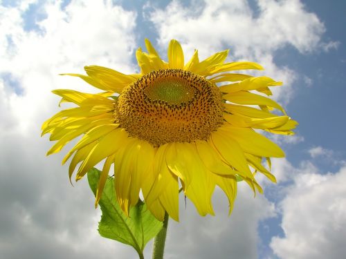 flower sunflower yellow