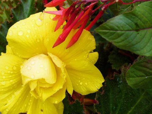 flower yellow raindrops