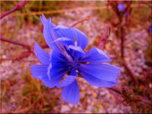 flower red blue summer close up view