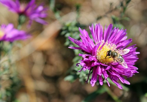 flower bee insect