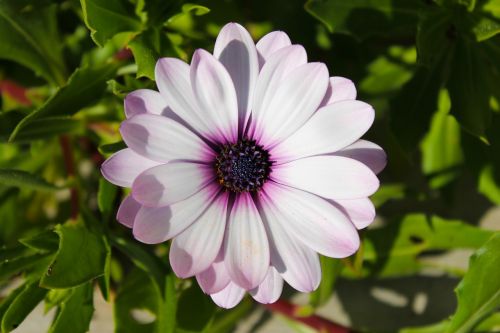 flower purple nature