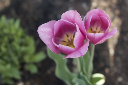 flower violet spring