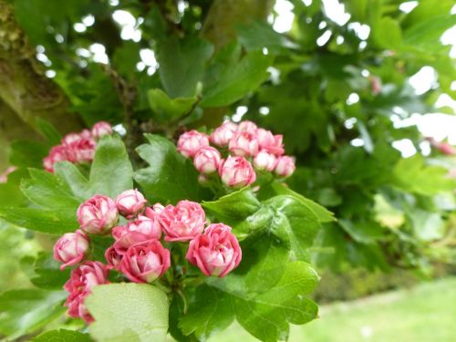 blossom bloom nature