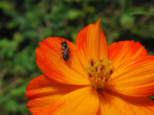 flower bee orange