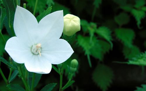 flower summer green