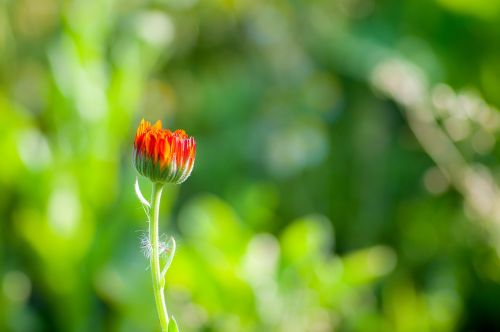 flower red green