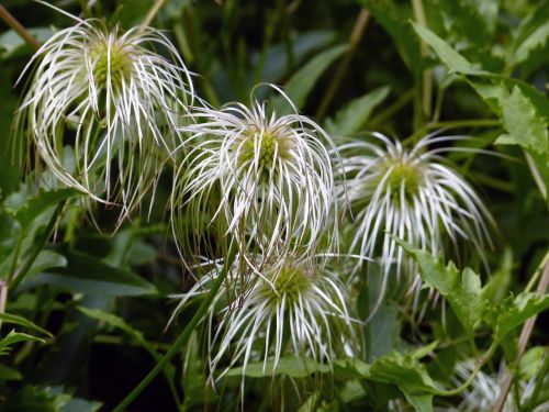 flower golden clematis floral