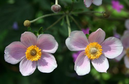 flower pink floral