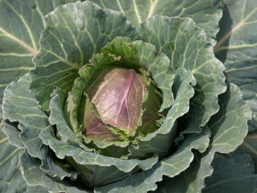 flower cabbage macro