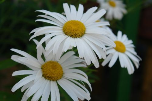 flower daisy close-up
