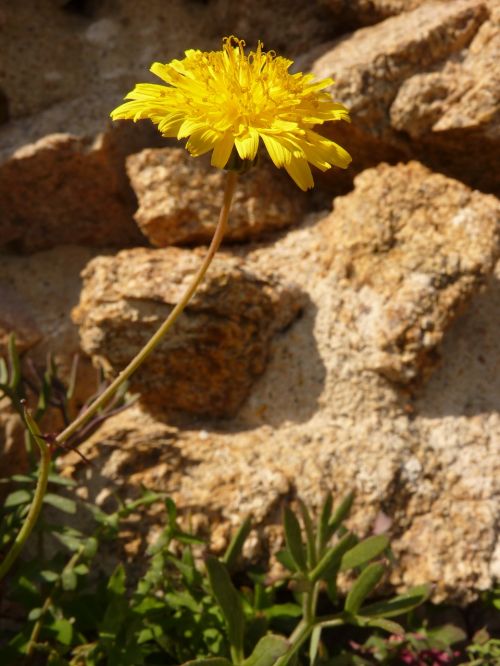 flower yellow plant