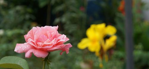 flower garden rosa