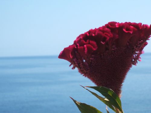 flower by the sea red