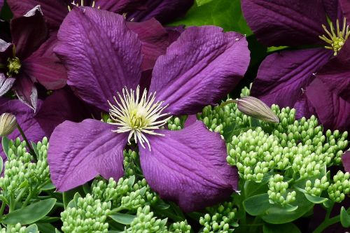 flower purple petals