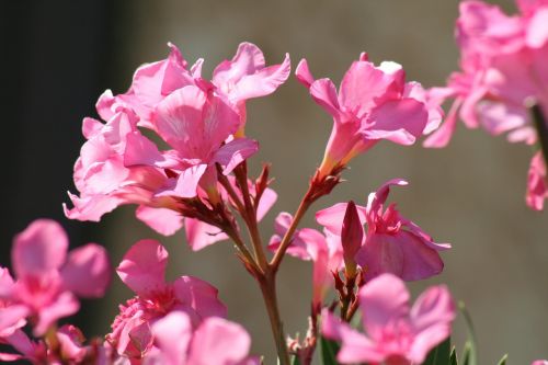 flower azalea spring