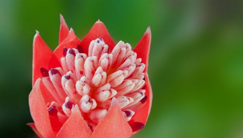 flower billbergia pyramidalis bloom
