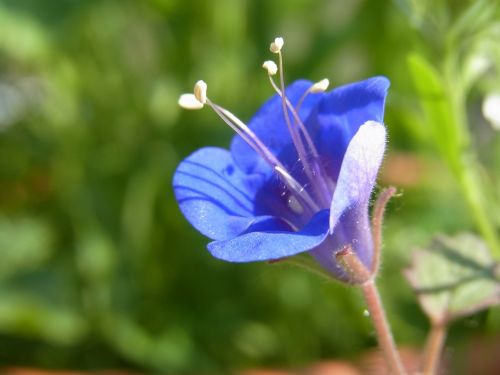 blossom bloom plant