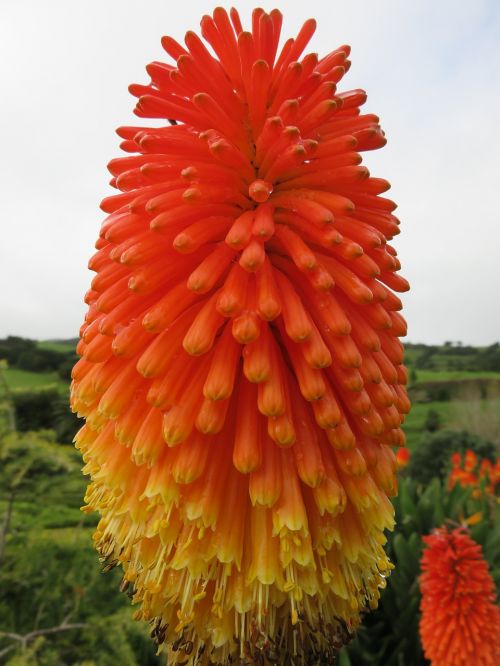 flower torch lily