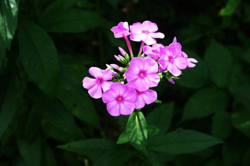 flower pink colorful