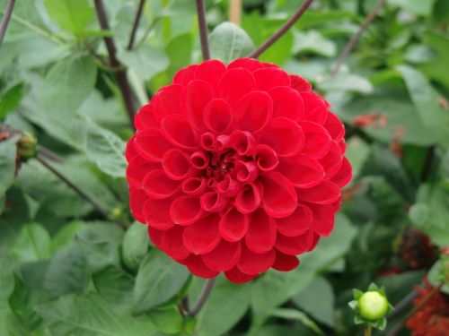 flower dalia red