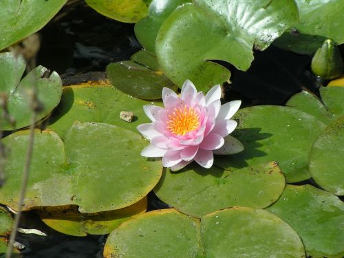 flower lotus aquatic