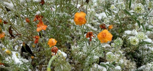 flower frozen snow