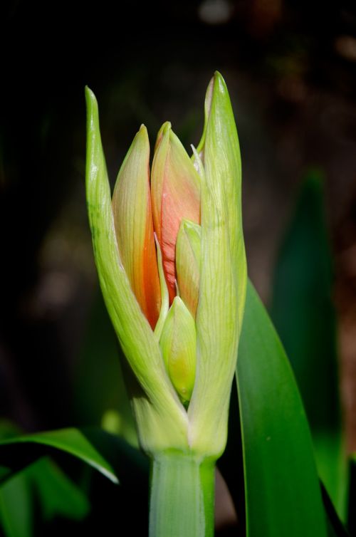 flower bud amaryllis