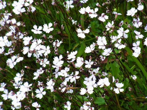 flower flowers white