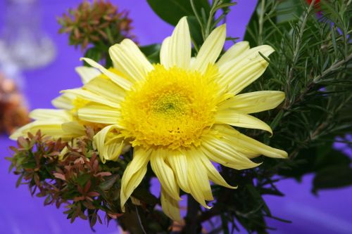 flower mum yellow