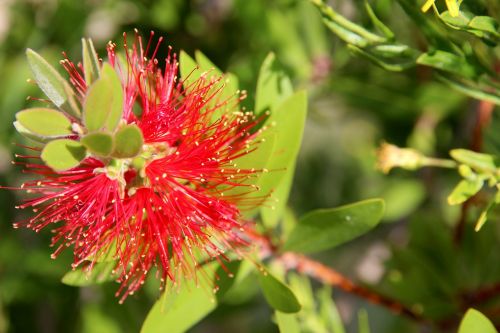 blossom bloom plant