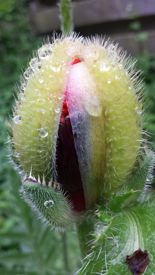 flower open poppy