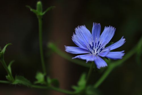 flower violet flowers