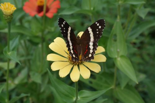 flower butterfly nature