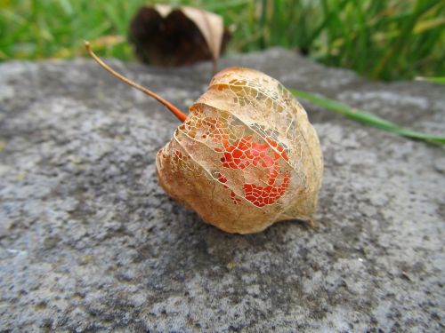 flower nature physalis alkekengi