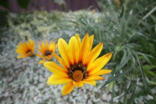 flower yellow nature