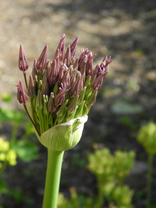 blossom bloom plant